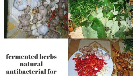 Fermented Herbs Makingnatural Antibacterial Para Sa Mga Alagang Manok