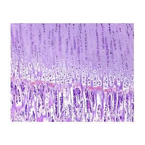 Endochondral Ossification Photograph By Jose Calvo Science Photo