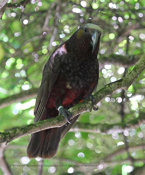 Kaka New Zealand Nestor Meridionalis Brown Parrot Endem Flickr