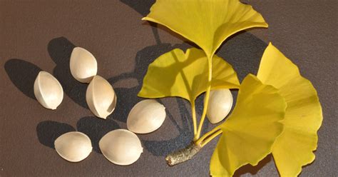 Qu Es Y Para Qu Sirve El Ginkgo Biloba Esta Planta Medicinal Puede