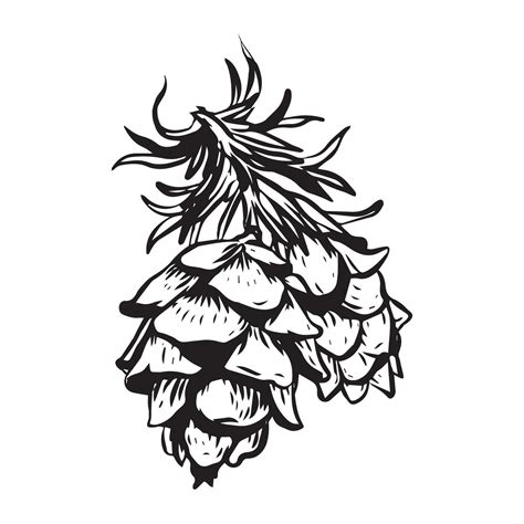 Sketch Hand Drawing Pine Cone On Tree Branch With Needles On White