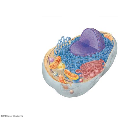 Biology Eukaryotic Cell Diagram Diagram Quizlet