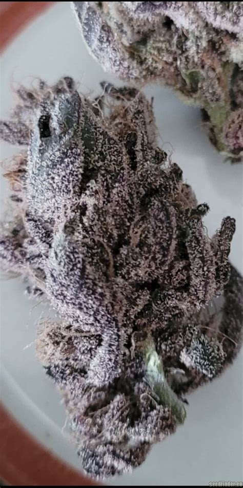 Black Cali Gold De Jordan Of The Islands Info De Variedad