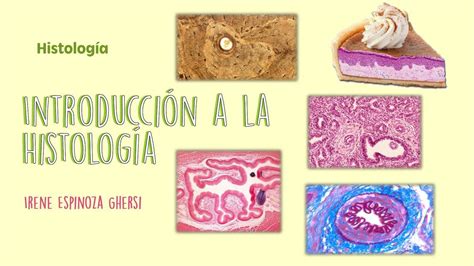 Introducción A La Histología Medicina Humana Histología Udocz