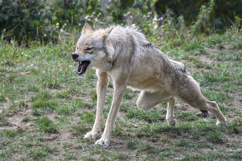 Nordschwarzwald Schafe und Ziege möglicherweise von Wolf gerissen