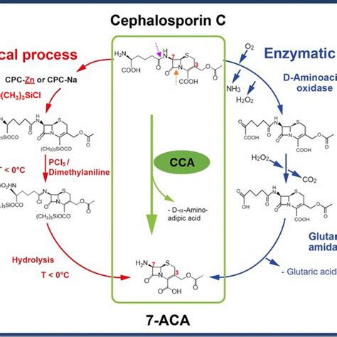 The Conversion Of Cephalosporin C To Aca On The Left The Chemical