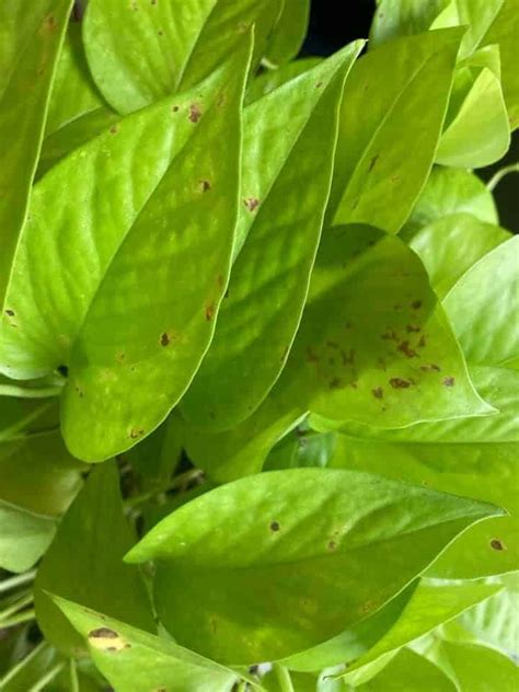 Brown Spots on Pothos Leaves 7 Causes and Solutions 智写AI