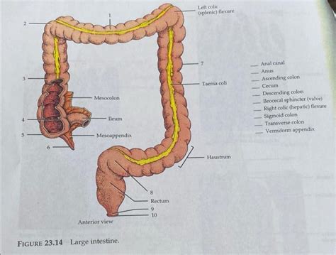 Solved Left Colic Splenic Flexure 7 3 Taenia Coli