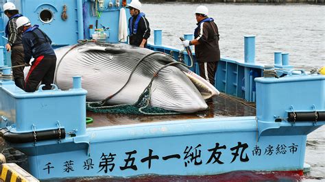 Why Japan S Exit From International Whaling Treaty May Actually Benefit Whales Science Aaas