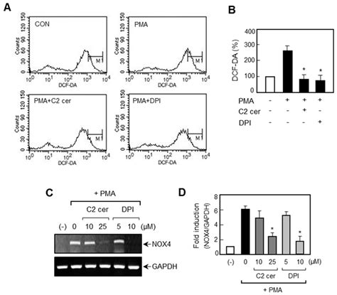 Ijms Free Full Text Exogenous C2 Ceramide Suppresses Matrix