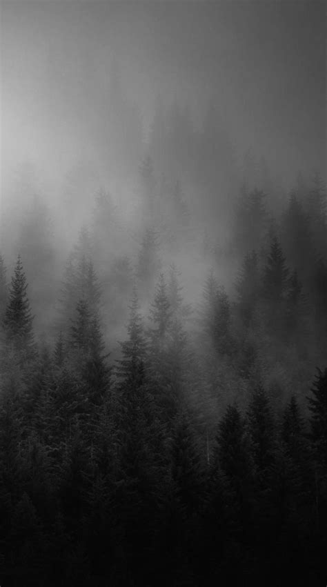 Dark Forest Aesthetic Wall Art