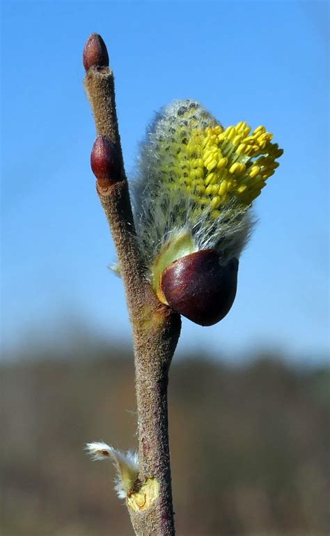 Salweide Sal Weide Salix Caprea C Ursula Schoenwiese