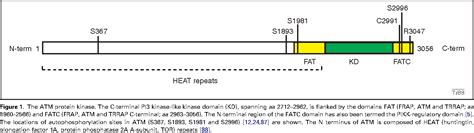 Figure From The Atm Protein Kinase And Cellular Redox Signaling