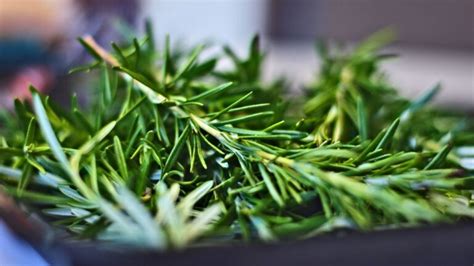 Comjol Alecrim - 🌿 Alecrim: O Guerreiro Aromático que Conquista Panelas, Curas e ...