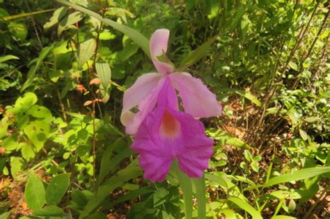 Sobralia Rogersiana Inaturalist