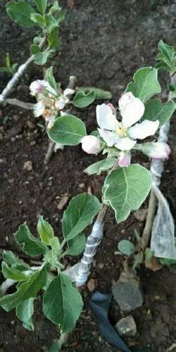 Well Watered Red Hrmn Apple Plant At Piece In Khachrod Id