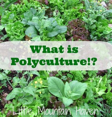 What is Polyculture? | Permaculture gardening, Growing food, Sustainable garden