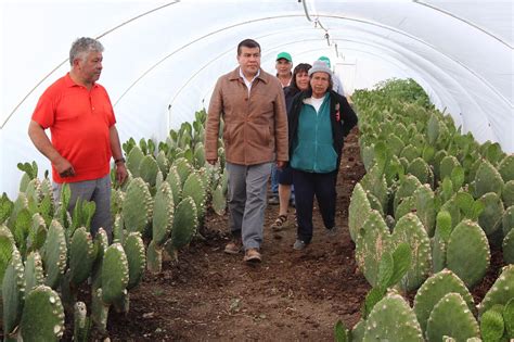 Morelos Es Principal Productor De Nopal En El País