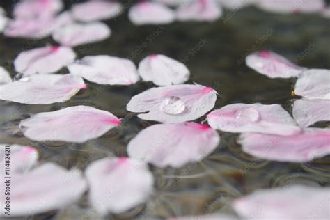 水面に浮かぶ桜の花びら Stock 写真 Adobe Stock