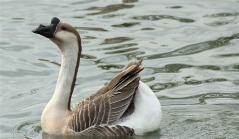 African Goose Breed Profile - Farmhouse Guide