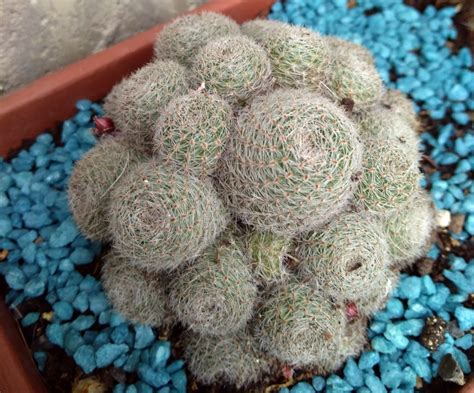 Rebutia Sunrise Passioni Succulente