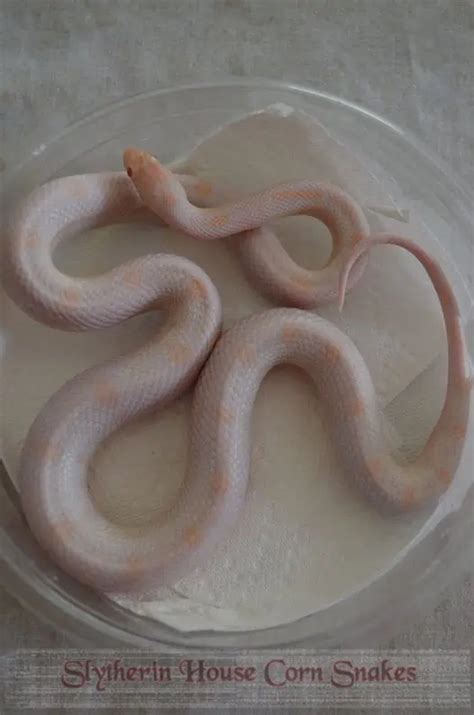 Corn Snake Morphs and Genetics: The Ultimate Guide