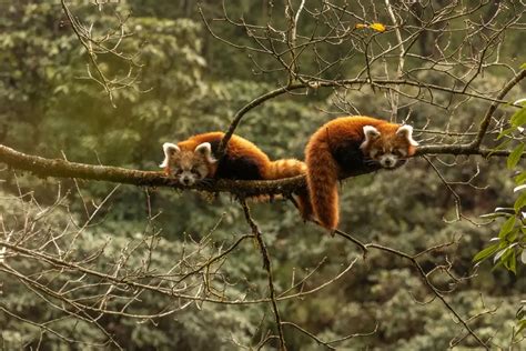 Red Panda Watching Tour Archives Visit Kailash Treks