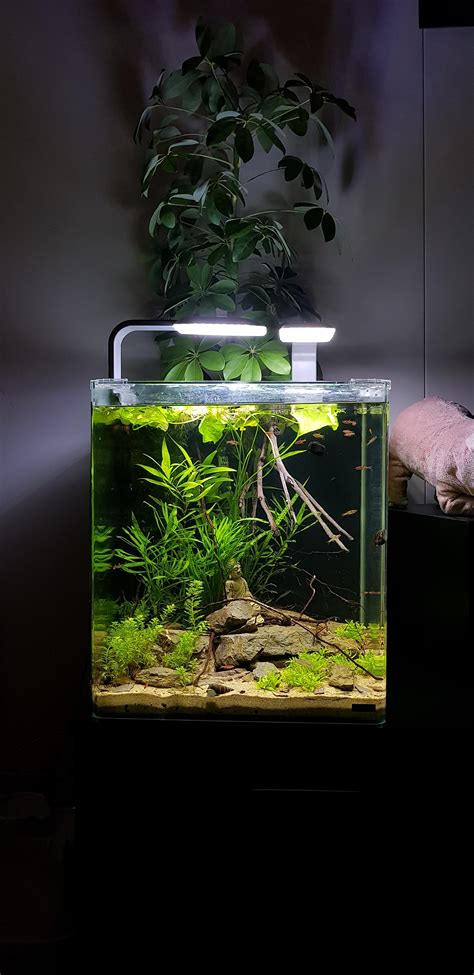 20 Gallon Betta Tank Aquariums