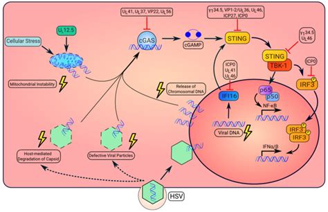 Activation And Repression Of The STING Pathway By HSV HSV Infection