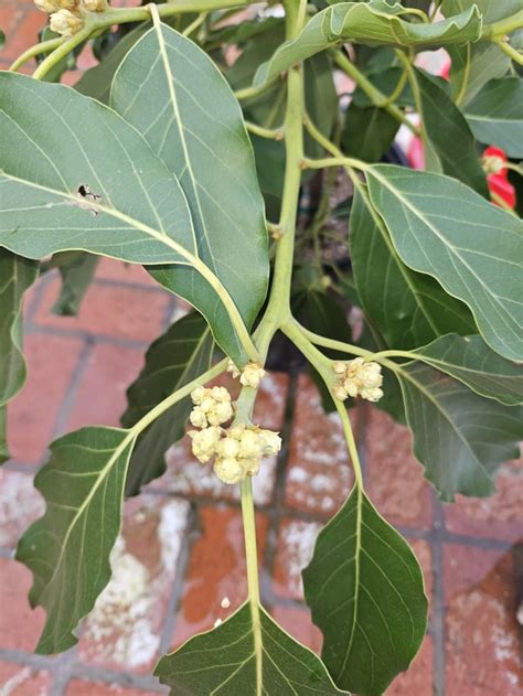 Dwarf avocado tree started flowering, should I plant it into the ground ...