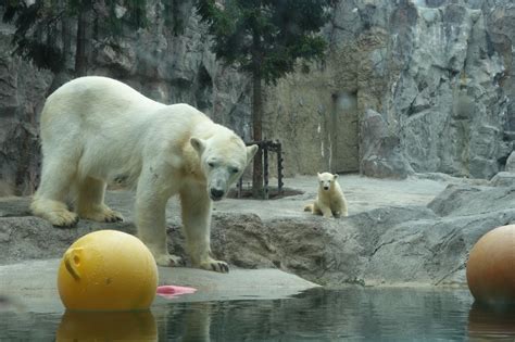 『7月初めの旭川、2度目の旭山動物園 ②20日ぶりに再会した ホッキョクグマの赤ちゃん は、ますますの芸達者ぶりだった！』旭川北海道の