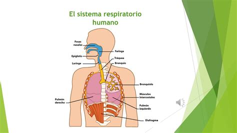 Importancia De La Respiracion