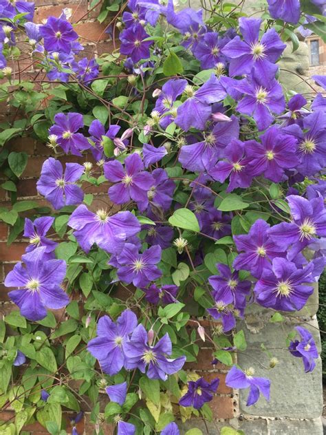 Ломонос (Clematis) - PictureThis