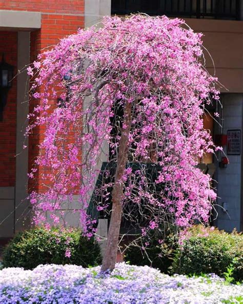 40 Small Flowering Trees That Will Bring Your Yard To Life
