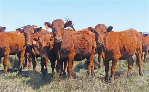 Quality Bonsmara heifers ready for the bull on Flatfield in the ...