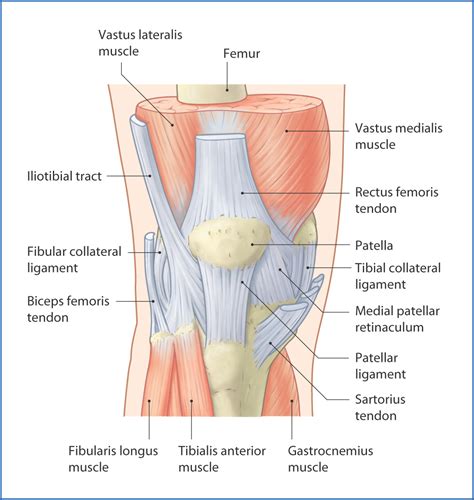 Knee Joint And Popliteal Fossa Basicmedical Key