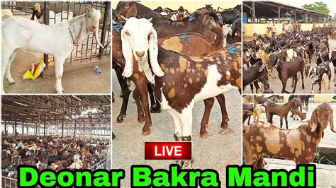 Deonar Bakra Mandi Latest Update Friday Live Market Youtube