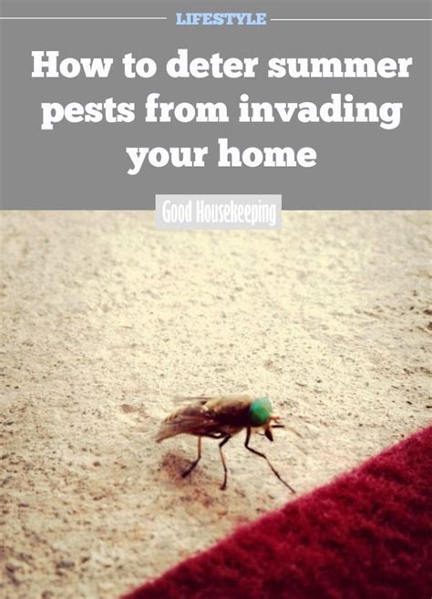 How To Deter Summer Pests From Invading Your House Household Hacks