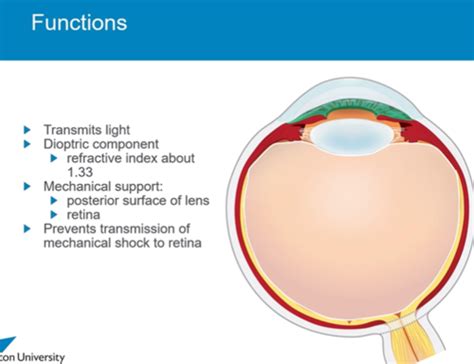 Lecture Vitreous Body Flashcards Quizlet