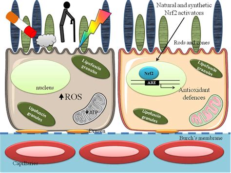 Frontiers Oxidative Stress In Age Related Macular Degeneration Nrf2