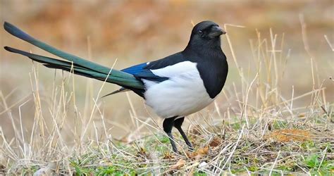 Eurasian Magpie Sounds, All About Birds, Cornell Lab of Ornithology