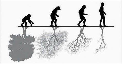 Evolucion Humana