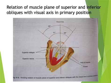 Anatomy And Physiology Of Extraocular Muscles Ppt