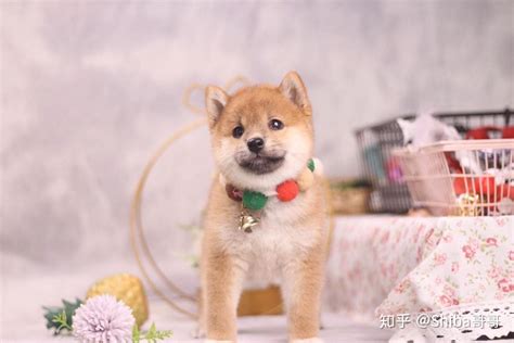 豆柴犬多少钱一只 豆柴犬和柴犬的区别 知乎