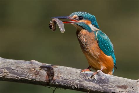 Kingfisher Cashes In On Bird Feeder Predator Free Nz Trust