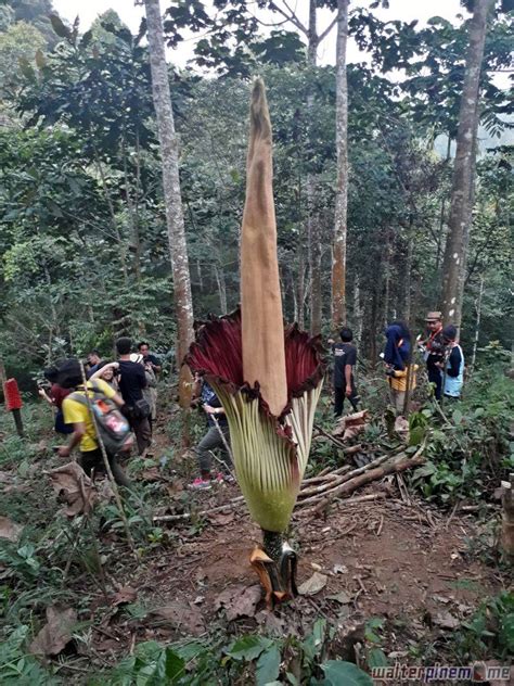 Bunga Bangkai Konservasi Amorphophallus Titanum Di Bengkulu