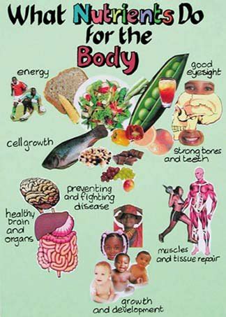 Functions of Food Nutrients - ClassNotes.ng