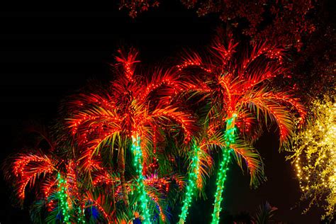 Best Palm Tree Christmas Lights Stock Photos, Pictures & Royalty-Free Images - iStock