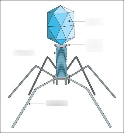 Diagram of bacteriophage | Quizlet