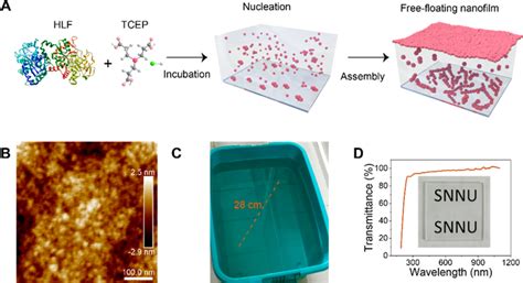 Macroscopic Pthlf Nanofilm Floating At The Air Water Interface And Its